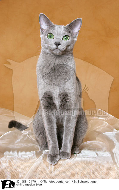 sitzende Russisch Blau / sitting russian blue / SS-12470