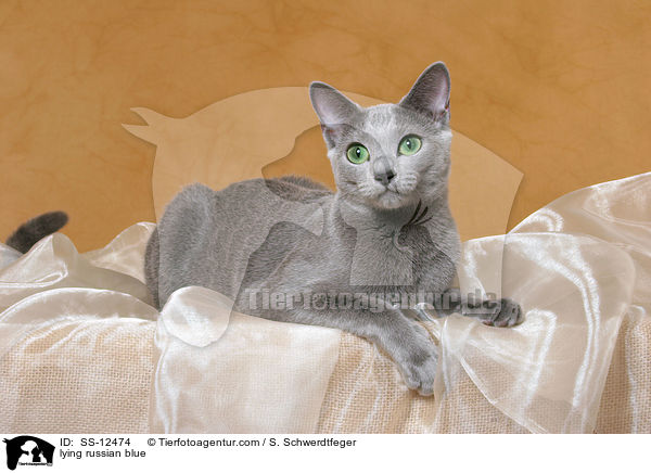 liegende Russisch Blau / lying russian blue / SS-12474