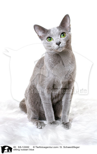 sitzende Russisch Blau / sitting russian blue / SS-12482