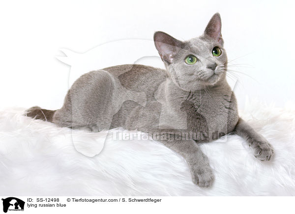 liegende Russisch Blau / lying russian blue / SS-12498