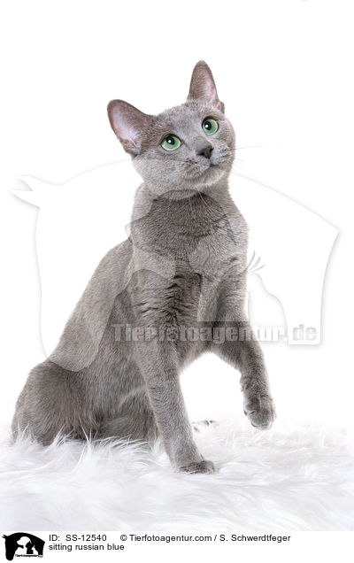 sitzende Russisch Blau / sitting russian blue / SS-12540