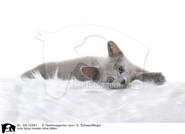 cute lying russian blue kitten / SS-12561