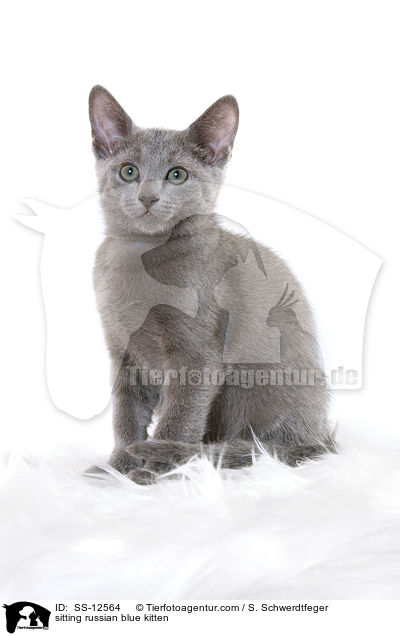 sitzendes Russisch Blau Ktzchen / sitting russian blue kitten / SS-12564