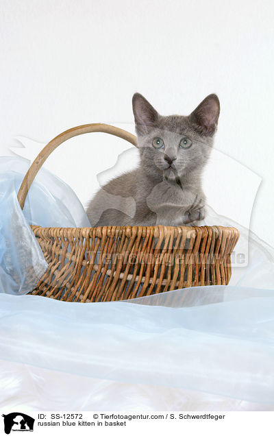 Russisch Blau Ktzchen im Krbchen / russian blue kitten in basket / SS-12572