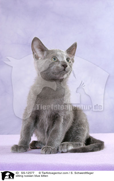 sitzendes Russisch Blau Ktzchen / sitting russian blue kitten / SS-12577