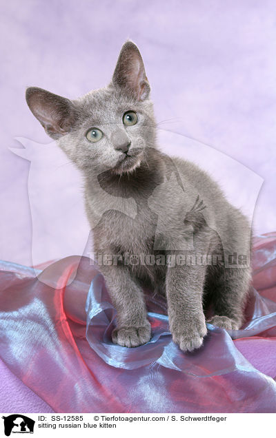 sitzende Russisch Blau Ktzchen / sitting russian blue kitten / SS-12585