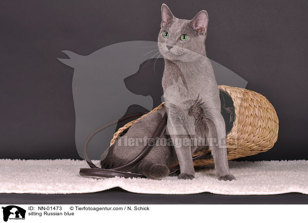 sitzende Russisch Blau / sitting Russian blue / NN-01473