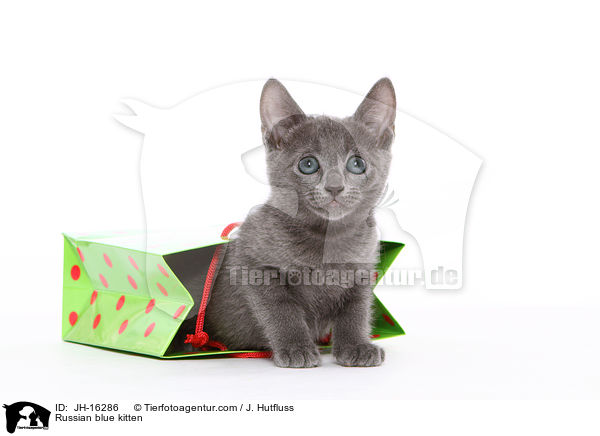 Russisch Blau Ktzchen / Russian blue kitten / JH-16286