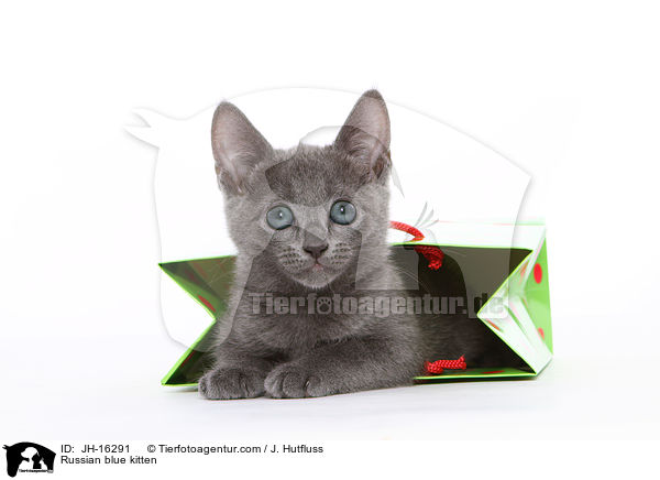 Russisch Blau Ktzchen / Russian blue kitten / JH-16291