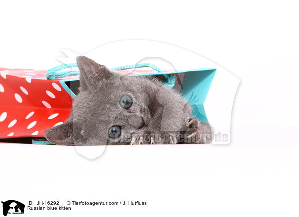 Russisch Blau Ktzchen / Russian blue kitten / JH-16292