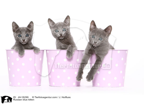 Russian blue kitten / JH-16299