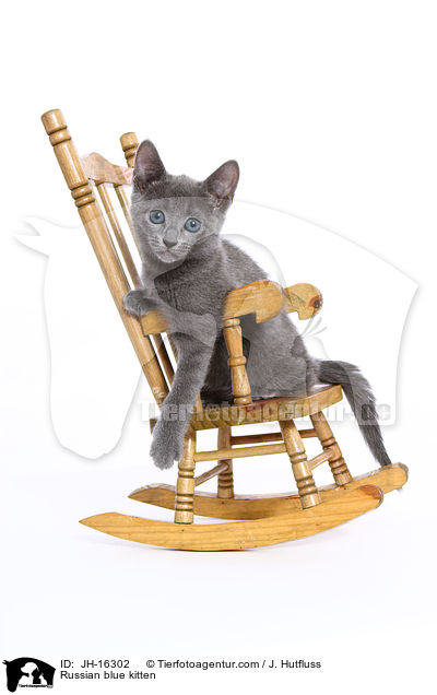 Russian blue kitten / JH-16302