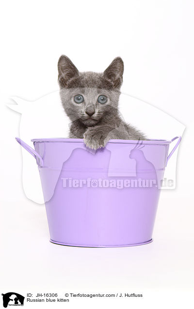 Russian blue kitten / JH-16306