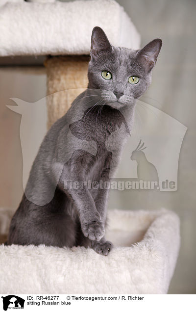 sitzende Russisch Blau / sitting Russian blue / RR-46277