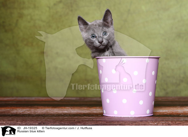 Russisch Blau Ktzchen / Russian blue kitten / JH-19325