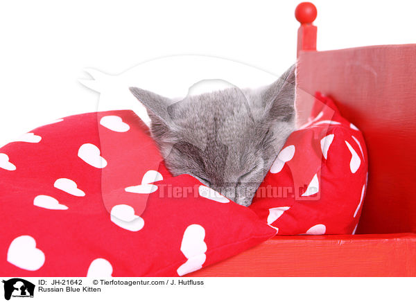 Russisch Blau Ktzchen / Russian Blue Kitten / JH-21642