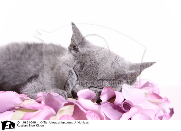 Russisch Blau Ktzchen / Russian Blue Kitten / JH-21646