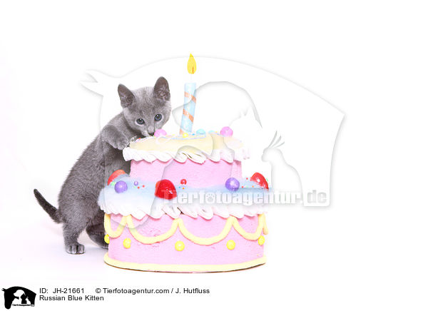 Russisch Blau Ktzchen / Russian Blue Kitten / JH-21661