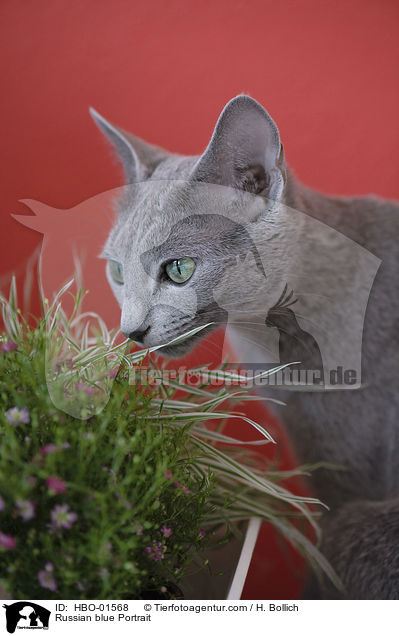 Russisch Blau Portrait / Russian blue Portrait / HBO-01568