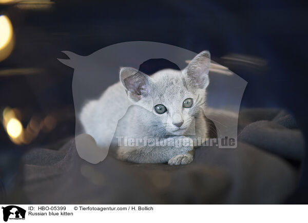 Russisch Blau Ktzchen / Russian blue kitten / HBO-05399