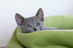 Russian Blue kitten