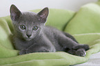 Russian Blue kitten