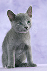 Russian Blue Kitten