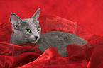 lying Russian Blue