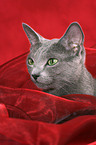 Russian Blue Portrait