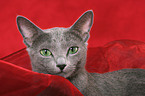 Russian Blue Portrait