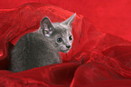 Russian Blue Kitten