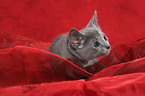 Russian Blue Kitten