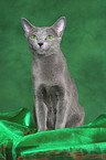 sitting Russian Blue