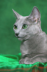 lying Russian Blue