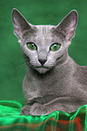 lying Russian Blue