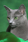 Russian Blue Portrait