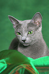 Russian Blue Portrait