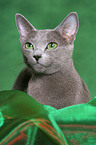 Russian Blue Portrait