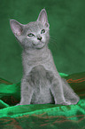 Russian Blue Kitten