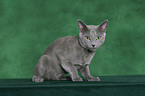 Russian Blue