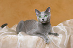 lying russian blue