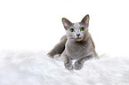 lying russian blue