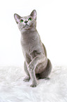 sitting russian blue