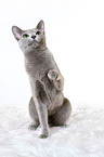 sitting russian blue