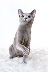 sitting russian blue