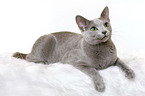 lying russian blue