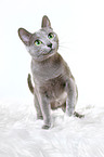 sitting russian blue