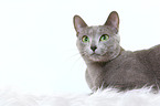 russian blue