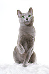 sitting russian blue