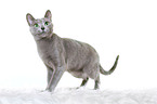 standing russian blue